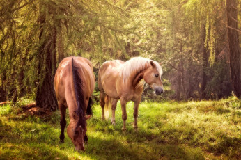 Картинка животные лошади деревья зеленая трава лес кони природа