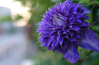 Картинка цветы клематис+ ломонос фиолетовый