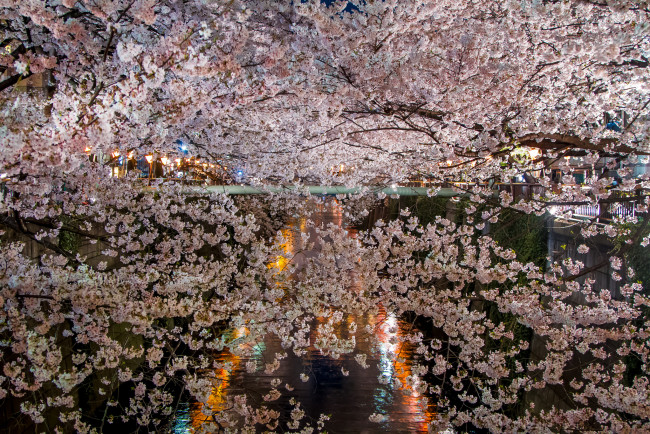 Обои картинки фото цветы, сакура,  вишня, озеро, освещение, ветки, ночь, цветение, весна