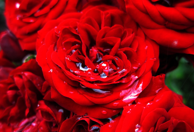 Обои картинки фото цветы, розы, макро, красный