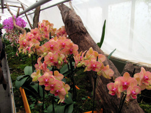 Картинка цветы орхидеи пестрые
