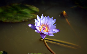 Картинка цветы лилии+водяные +нимфеи +кувшинки водоем