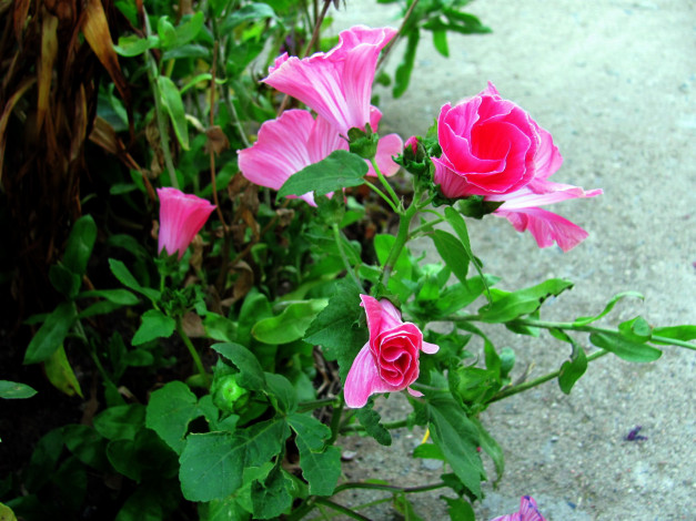Обои картинки фото цветы, лаватера, розовый