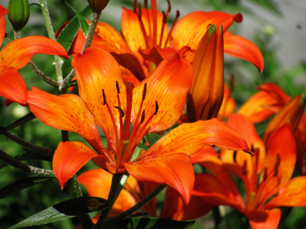 Обои картинки фото цветы, лилии,  лилейники, оранжевый, огненный
