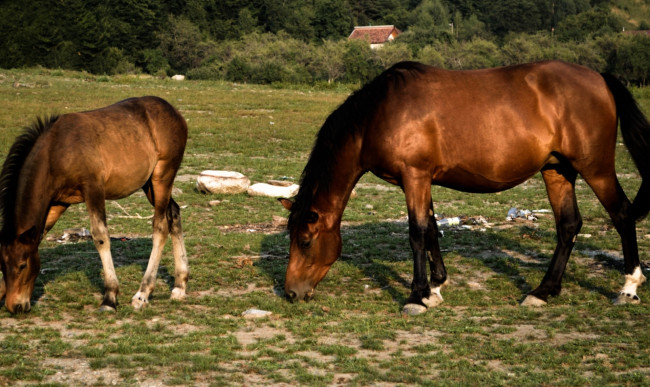 Обои картинки фото животные, лошади, лошадь