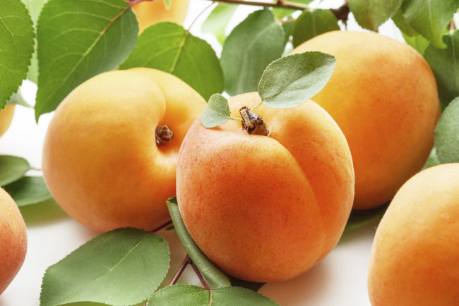 Обои картинки фото абрикосы, еда, персики,  сливы,  абрикосы, плоды, листья