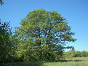 Картинка ольха природа деревья дерево