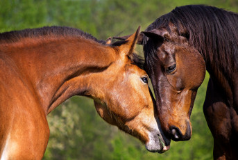 Картинка животные лошади пара гнедые любовь нежность