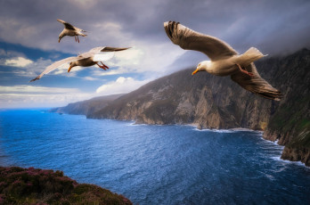Картинка животные Чайки +бакланы +крачки джонатан ливингстон берега полет три птицы небо пейзаж облака чайки тучи крылья природа море летят скалы