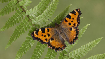 Картинка животные бабочки +мотыльки +моли насекомое крылья многоцветница бабочка