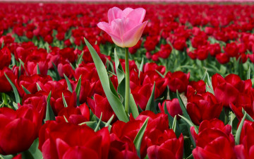 Картинка цветы тюльпаны плантация много розовый тюльпан