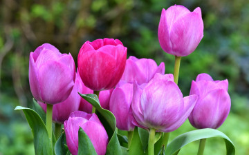 Картинка цветы тюльпаны зеленый фон листья компания розовые бутоны сад весна