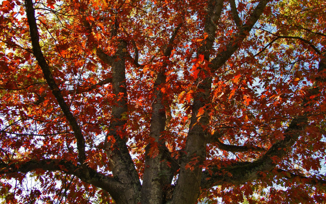 Обои картинки фото природа, деревья, дерево, осень