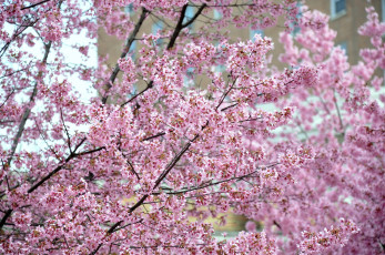 Картинка цветы сакура вишня розовый много
