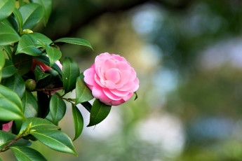Картинка цветы камелии ветка розовый