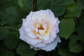 Картинка цветы розы лепестки