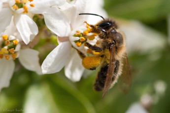 Картинка животные пчелы осы шмели цветы пчела работа