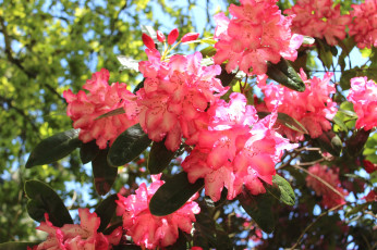Картинка цветы рододендроны азалии розовый азалия