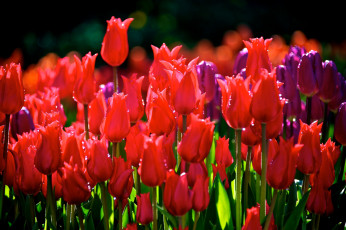 Картинка цветы тюльпаны красный много