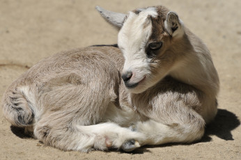 Картинка животные козы малыш козленок