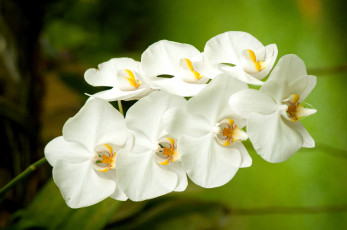 Картинка цветы орхидеи ветка