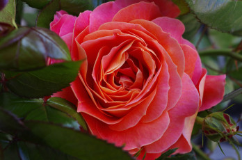 Картинка цветы розы макро красота
