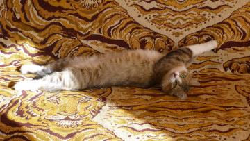 Картинка киса животные коты кошка кисуля