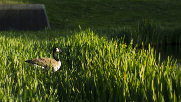 Картинка животные гуси трава