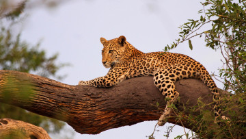Картинка животные леопарды отдых бревно
