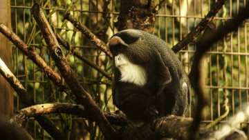 Картинка животные обезьяны ветви борода