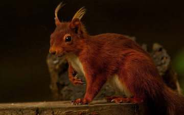 Картинка животные белки рыжая красавица