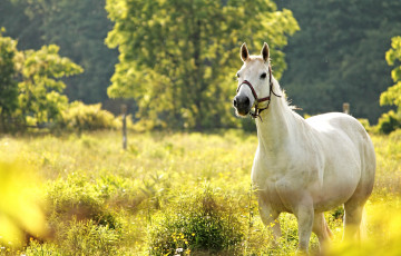 Картинка животные лошади белая луг