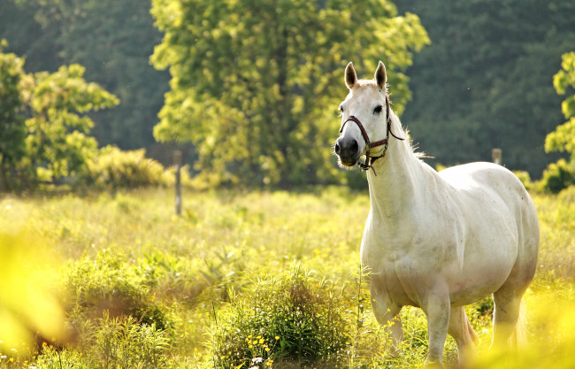 Обои картинки фото животные, лошади, белая, луг