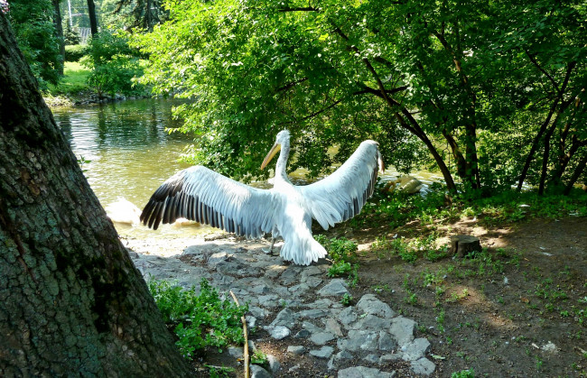 Обои картинки фото животные, пеликаны, пеликан, озеро
