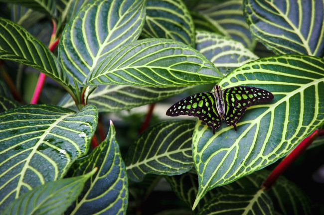 Обои картинки фото животные, бабочки, листья, маскировка, крылья