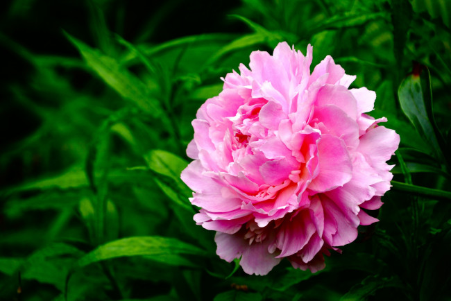 Обои картинки фото цветы, пионы, розовый, пышный