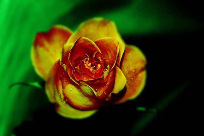 Обои картинки фото креатив, цветы, розы, красиво, роза