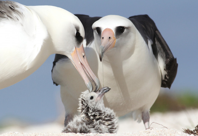 Обои картинки фото животные, альбатросы, семья, кормежка