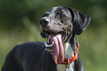 Картинка животные собаки язык морда пес