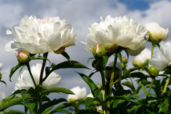 Картинка цветы пионы белый