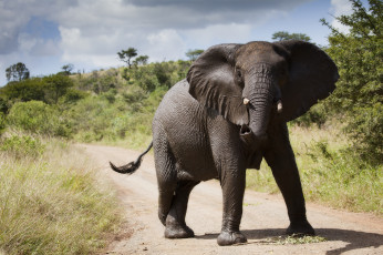 Картинка животные слоны саванна слон тропа