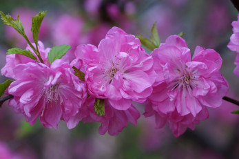 Картинка цветы сакура +вишня розовый