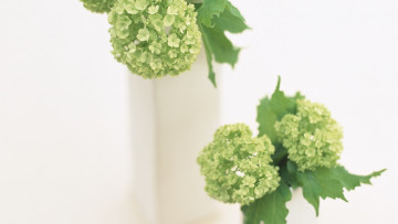 Картинка цветы гортензия листья ваза соцветия зеленая