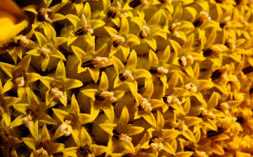 Картинка цветы подсолнухи тычинки звёзочки яркие подсолнух лепестки жёлтые