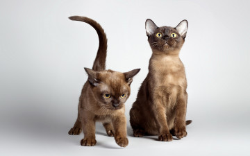 Картинка животные коты свет фон кошки