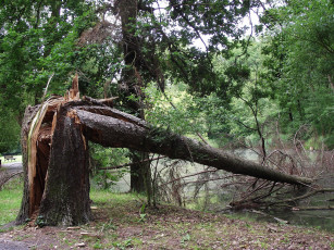 Картинка природа реки озера сломанное дерево ствол