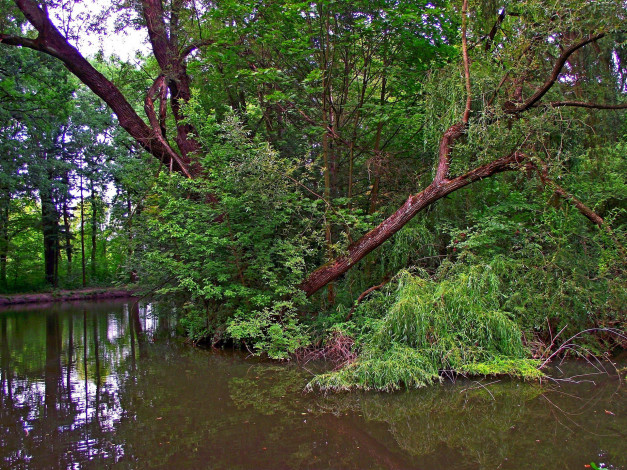 Обои картинки фото природа, реки, озера, вода, деревья