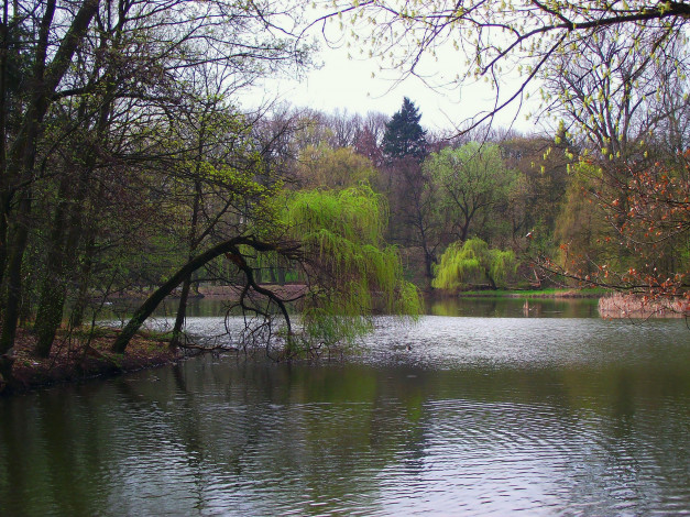 Обои картинки фото природа, реки, озера, вода, деревья, весна