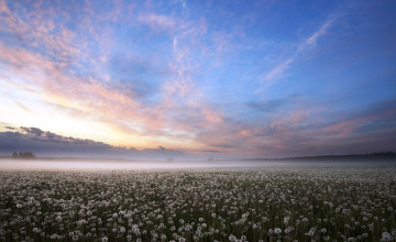 Картинка калужская+область +россия природа луга небо луг рассвет облака одуванчики туман