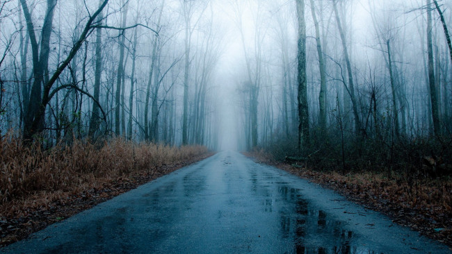 Обои картинки фото природа, дороги, шоссе, дорога, мокрая, осень